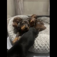Dachshund (Smooth Haired) - Both