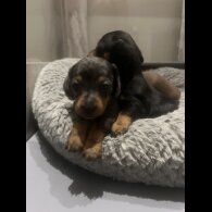 Dachshund (Smooth Haired) - Both