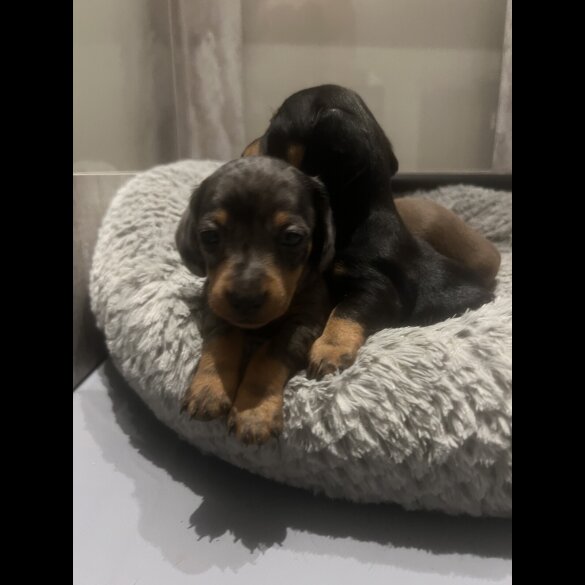 Dachshund (Smooth Haired) - Both