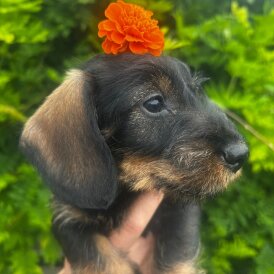 Dachshund (Smooth Haired) - Bitches