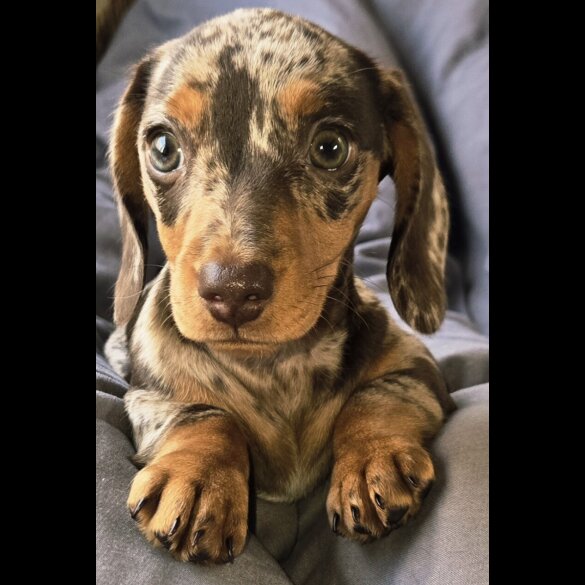 Dachshund (Smooth Haired) - Both