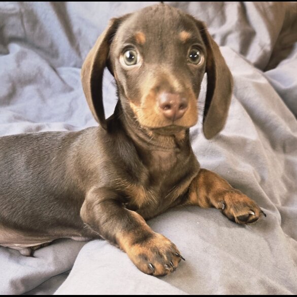 Dachshund (Smooth Haired) - Both