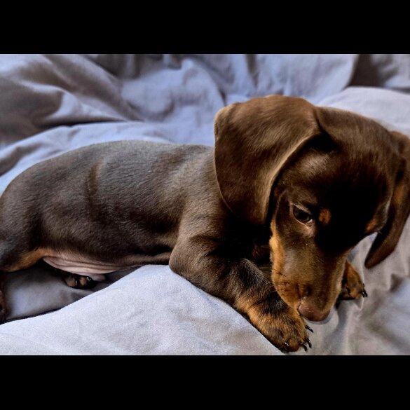 Dachshund (Smooth Haired) - Both