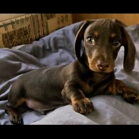 Dachshund (Smooth Haired) - Both