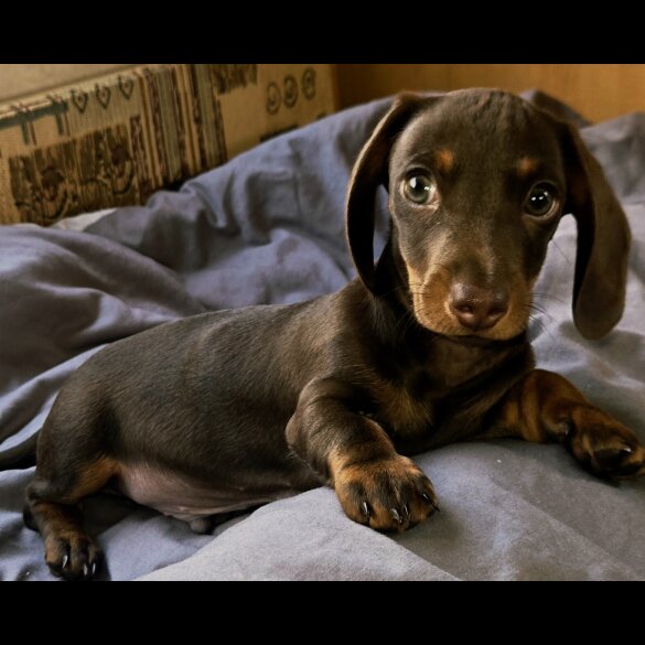 Dachshund (Smooth Haired) - Both