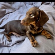Dachshund (Smooth Haired) - Both