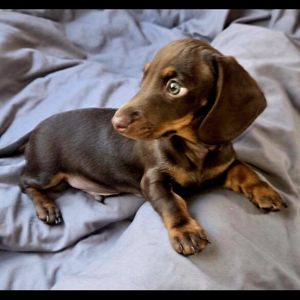 Dachshund (Smooth Haired) - Both