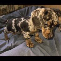 Dachshund (Smooth Haired) - Both