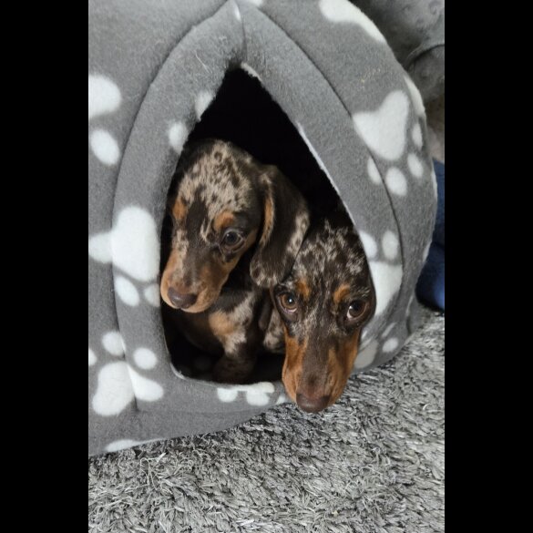 Dachshund (Smooth Haired) - Both