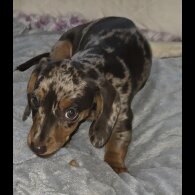 Dachshund (Smooth Haired) - Both