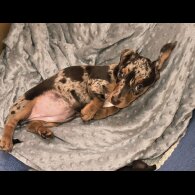 Dachshund (Smooth Haired) - Both