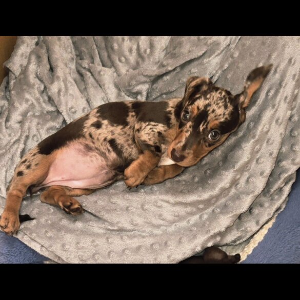 Dachshund (Smooth Haired) - Both