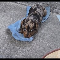 Dachshund (Smooth Haired) - Both