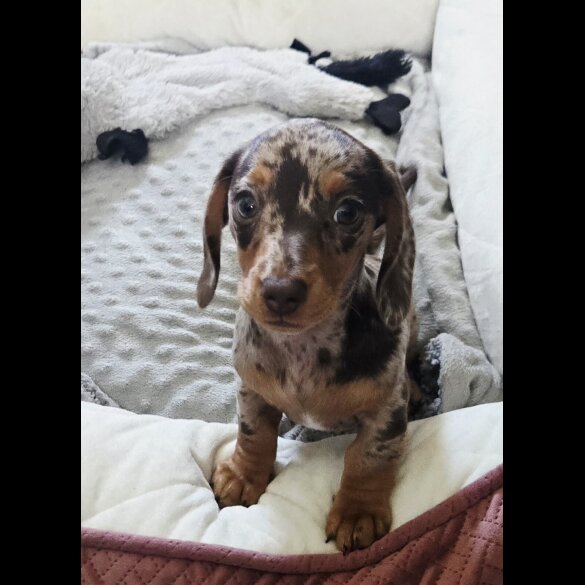 Dachshund (Smooth Haired) - Both