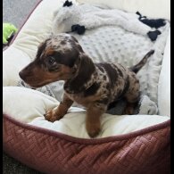Dachshund (Smooth Haired) - Both