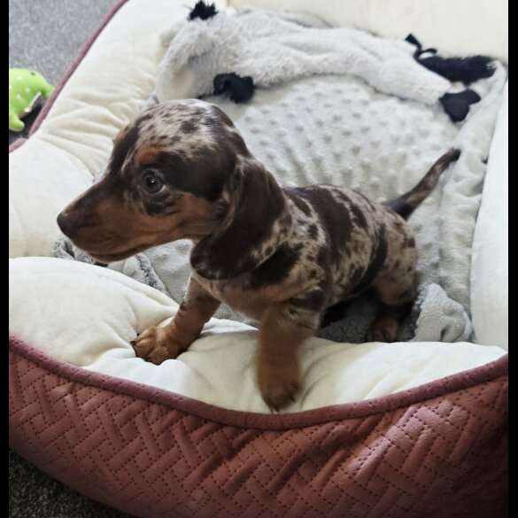 Dachshund (Smooth Haired) - Both