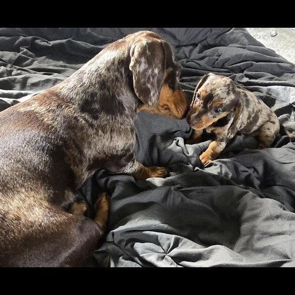 Dachshund (Smooth Haired) - Both