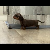Dachshund (Smooth Haired) - Both
