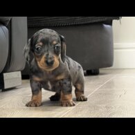 Dachshund (Smooth Haired) - Both