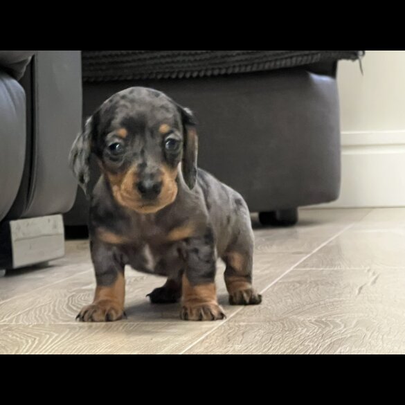 Dachshund (Smooth Haired) - Both