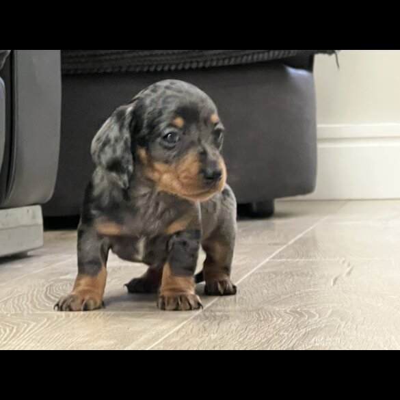 Dachshund (Smooth Haired) - Both