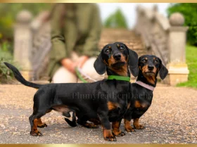 Dachshund (Smooth Haired)