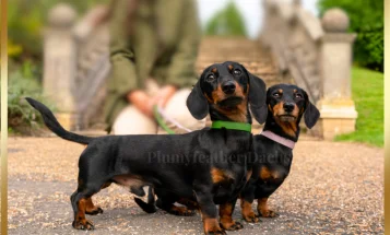 Dachshund (Smooth Haired)