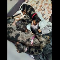 Dachshund (Smooth Haired) - Bitches