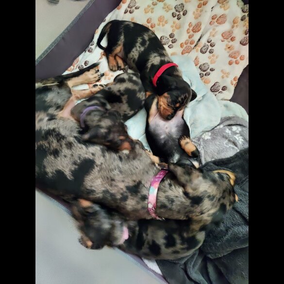Dachshund (Smooth Haired) - Bitches