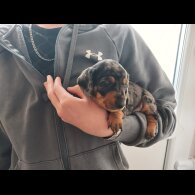 Dachshund (Smooth Haired) - Bitches