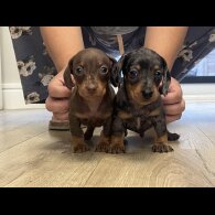 Dachshund (Smooth Haired) - Both