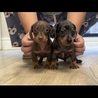 Dachshund (Smooth Haired) - Both
