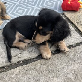 Dachshund (Smooth Haired) - Dogs