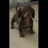 Dachshund (Smooth Haired) - Both