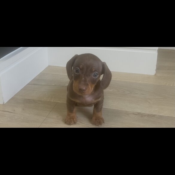 Dachshund (Smooth Haired) - Both