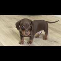 Dachshund (Smooth Haired) - Both