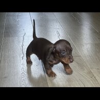 Dachshund (Smooth Haired) - Both