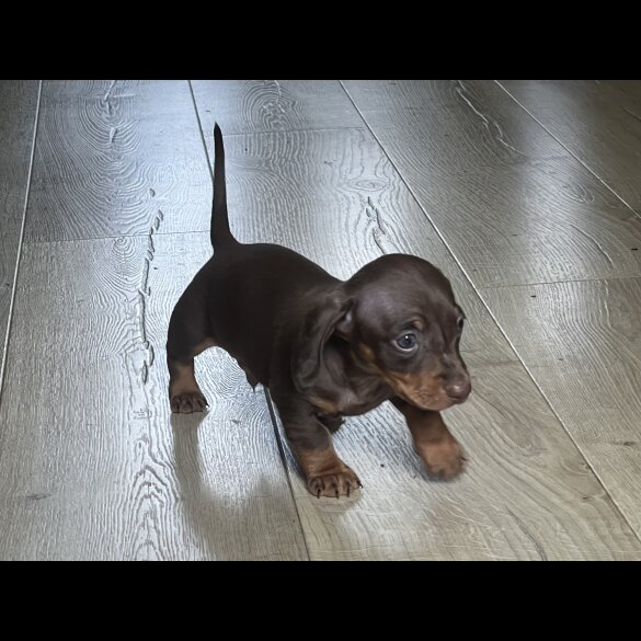 Dachshund (Smooth Haired) - Both