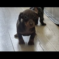Dachshund (Smooth Haired) - Both
