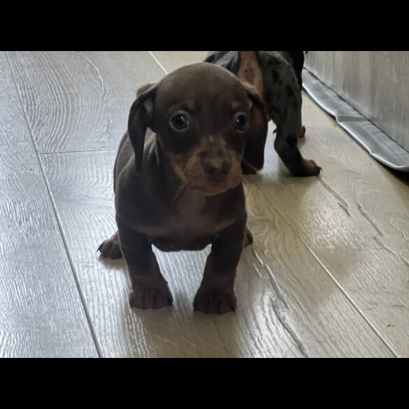 Dachshund (Smooth Haired) - Both
