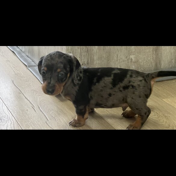 Dachshund (Smooth Haired) - Both