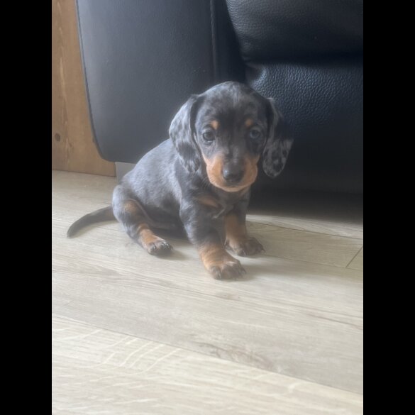 Dachshund (Smooth Haired) - Both