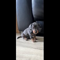 Dachshund (Smooth Haired) - Both