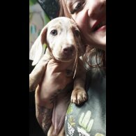 Dachshund (Smooth Haired) - Both