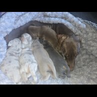 Dachshund (Smooth Haired) - Both