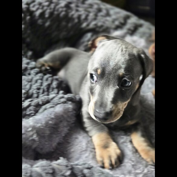 Dachshund (Smooth Haired) - Both