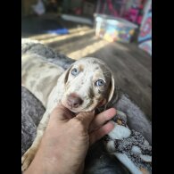 Dachshund (Smooth Haired) - Both