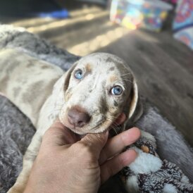 Dachshund (Smooth Haired) - Both