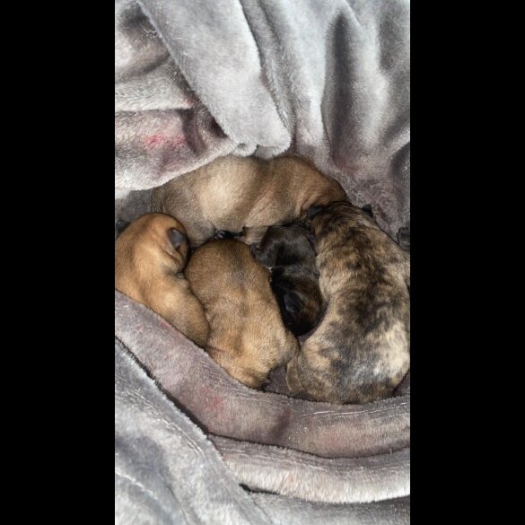 French Bulldog - Both