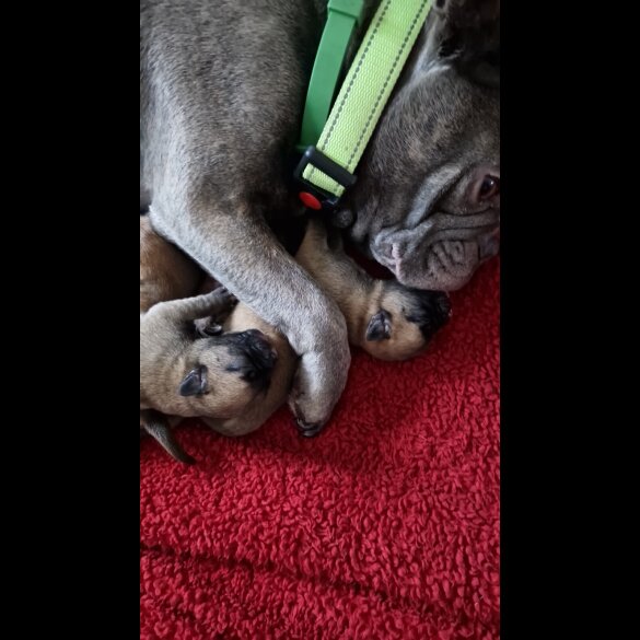 French Bulldog - Both